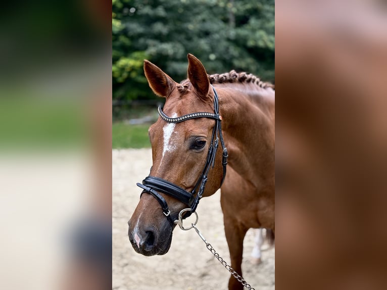 Hannoveraner Stute 10 Jahre 172 cm Dunkelfuchs in Xanten