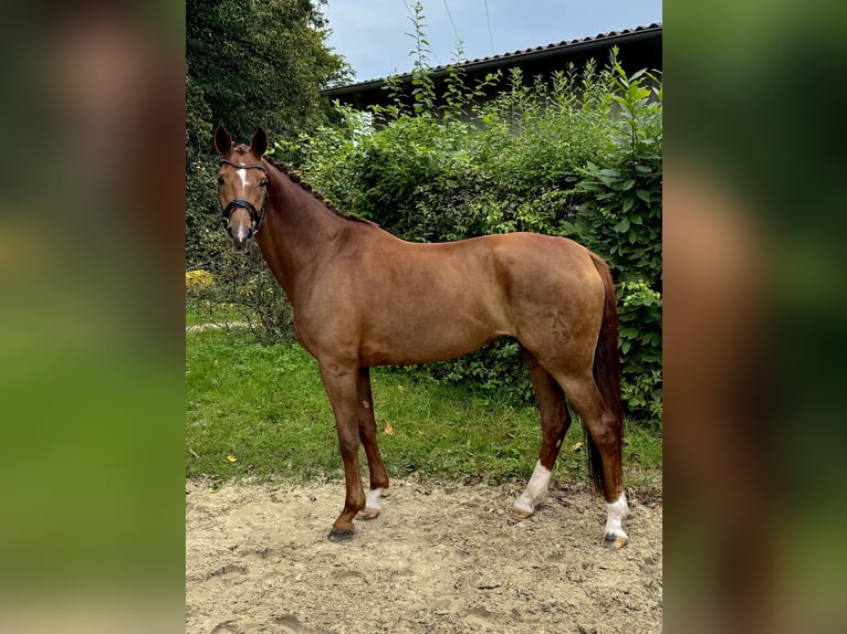 Hannoveraner Stute 10 Jahre 172 cm Dunkelfuchs in Xanten