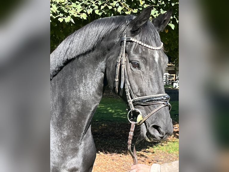 Hannoveraner Stute 10 Jahre 172 cm Rappe in Hamm