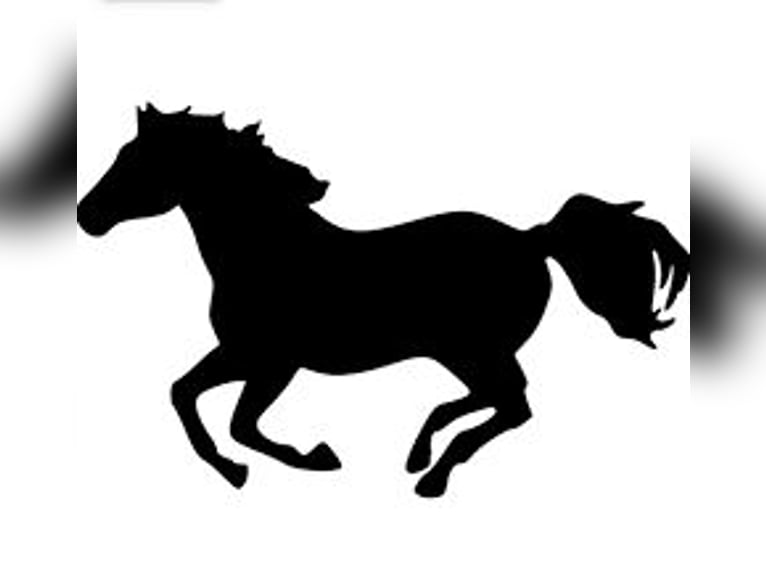 Hannoveraner Stute 10 Jahre 173 cm Brauner in Dießen am Ammersee