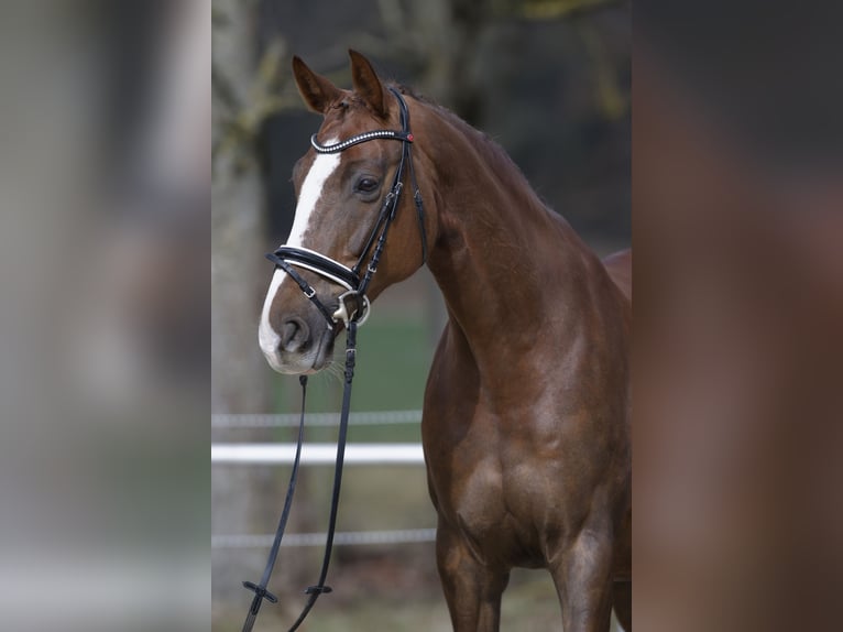 Hannoveraner Stute 10 Jahre 174 cm Dunkelfuchs in Jettingen