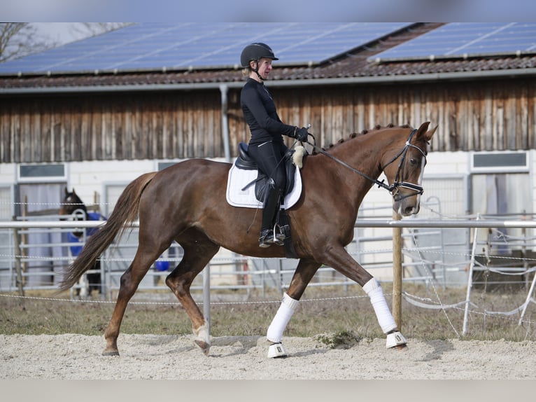 Hannoveraner Stute 10 Jahre 174 cm Dunkelfuchs in Jettingen