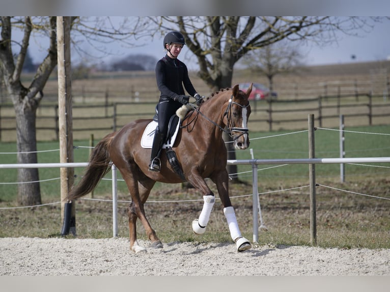 Hannoveraner Stute 10 Jahre 174 cm Dunkelfuchs in Jettingen