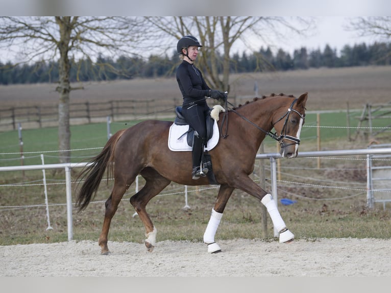 Hannoveraner Stute 10 Jahre 174 cm Dunkelfuchs in Jettingen