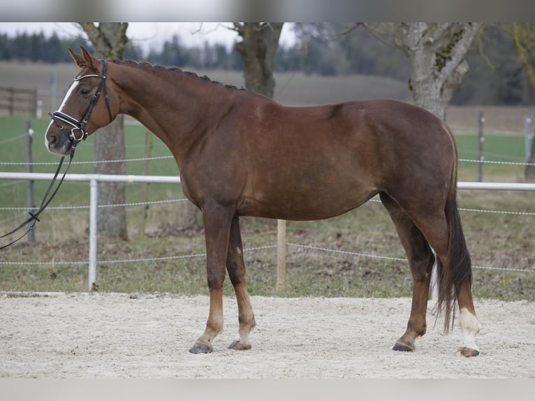 Hannoveraner Stute 10 Jahre 174 cm Dunkelfuchs in Jettingen