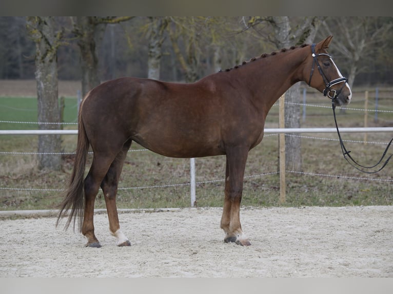 Hannoveraner Stute 10 Jahre 174 cm Dunkelfuchs in Jettingen