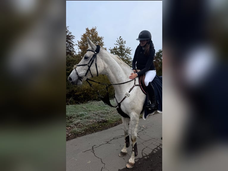 Hannoveraner Stute 10 Jahre 174 cm Schimmel in Bayreuth