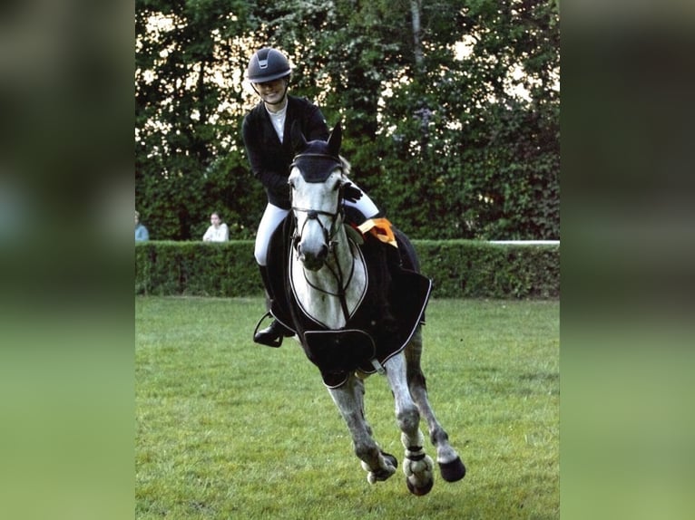 Hannoveraner Stute 10 Jahre 174 cm Schimmel in Rennau