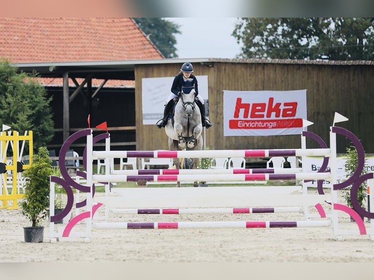 Hannoveraner Stute 10 Jahre 174 cm Schimmel in Rennau