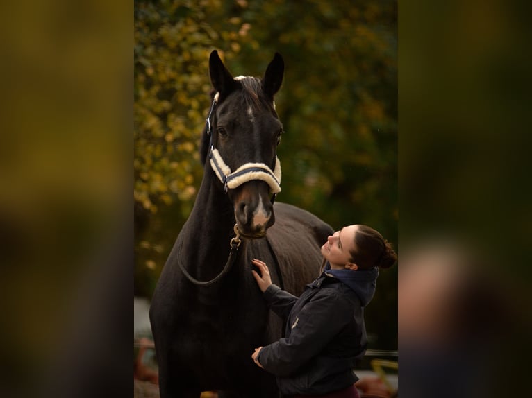 Hannoveraner Stute 10 Jahre 174 cm Schwarzbrauner in Springe
