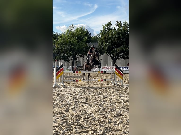 Hannoveraner Stute 10 Jahre 174 cm Schwarzbrauner in Springe