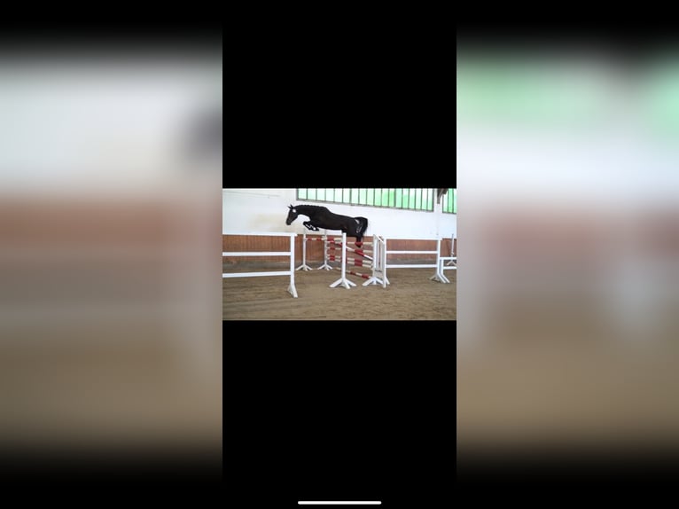 Hannoveraner Stute 10 Jahre 174 cm Schwarzbrauner in Springe
