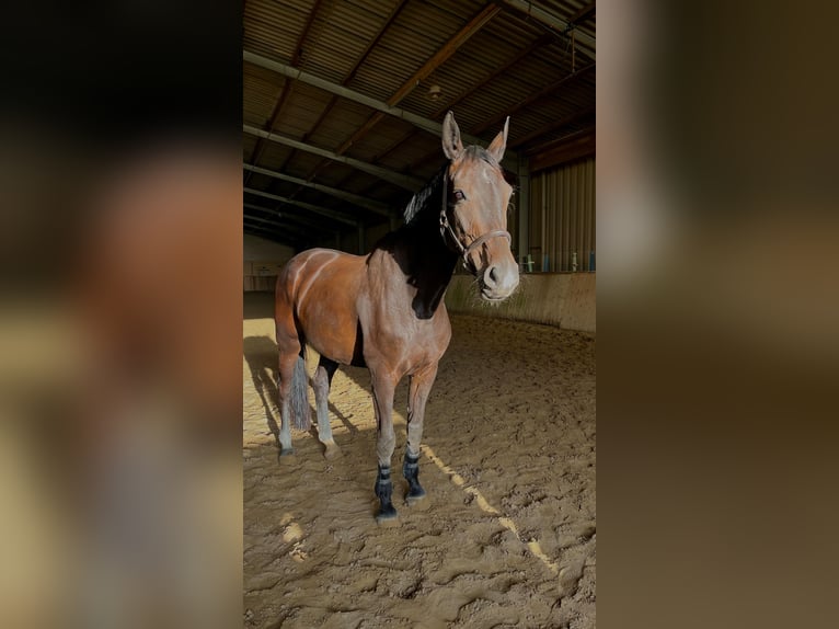 Hannoveraner Stute 10 Jahre 174 cm Schwarzbrauner in Springe