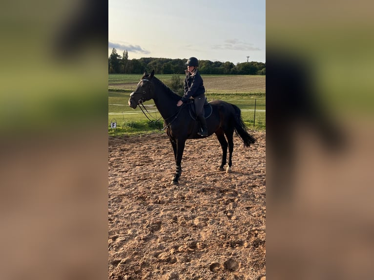 Hannoveraner Stute 10 Jahre 174 cm Schwarzbrauner in Springe