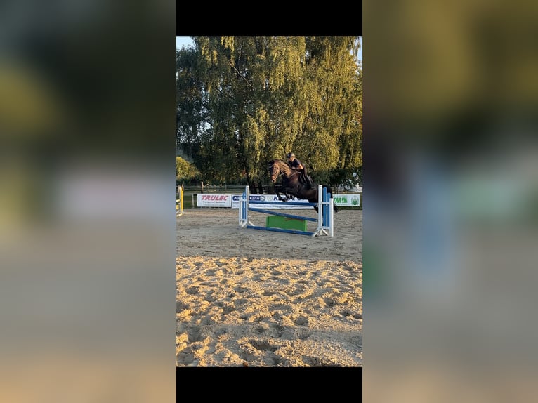 Hannoveraner Stute 10 Jahre 174 cm Schwarzbrauner in Springe