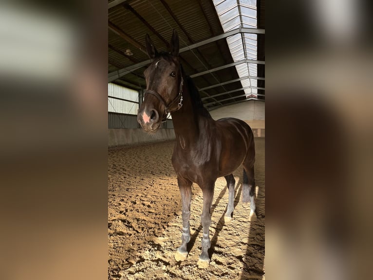 Hannoveraner Stute 10 Jahre 174 cm Schwarzbrauner in Springe