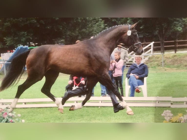 Hannoveraner Stute 10 Jahre 175 cm Dunkelbrauner in Ahrensburg