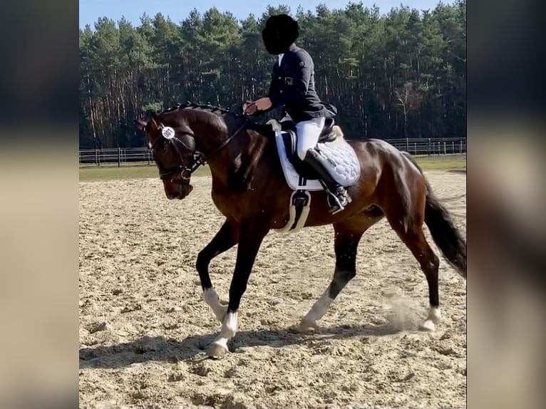 Hannoveraner Stute 10 Jahre 175 cm Dunkelbrauner in AhrensburgAhrensburg