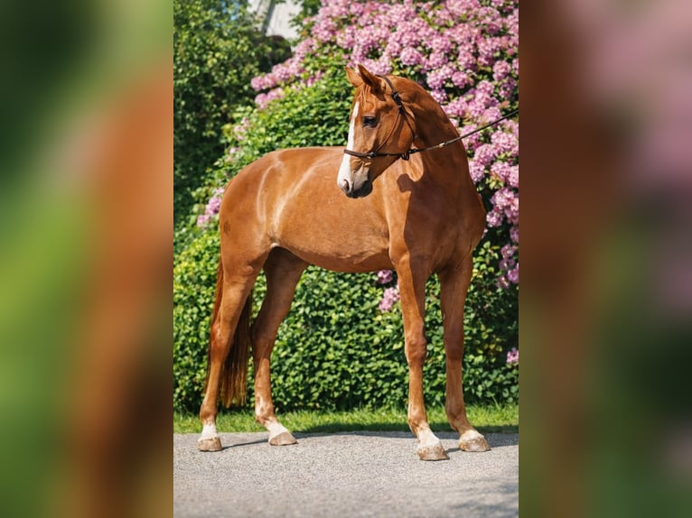 Hannoveraner Stute 10 Jahre 175 cm Dunkelfuchs in Lutzhorn