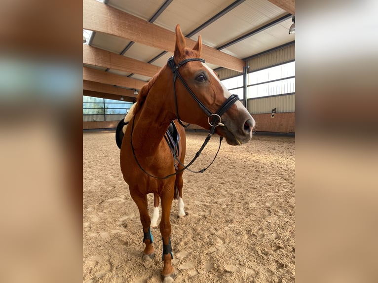 Hannoveraner Stute 10 Jahre 175 cm Fuchs in Bönnigheim