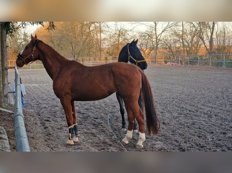 Hannoveraner Stute 10 Jahre 175 cm Fuchs in Bönnigheim