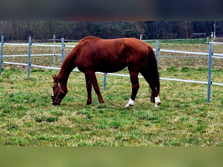 Hannoveraner Stute 10 Jahre 175 cm Fuchs in Bönnigheim