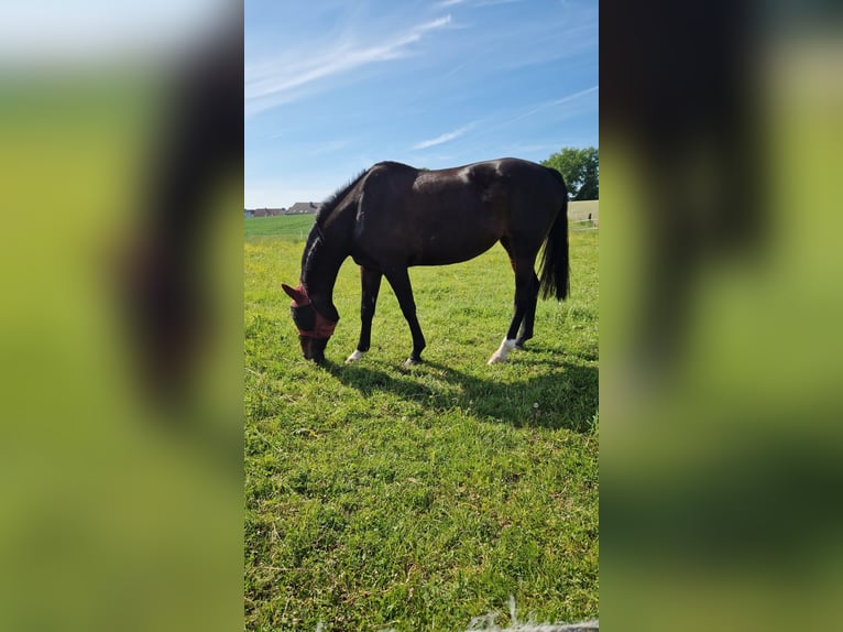 Hannoveraner Stute 10 Jahre 176 cm Schwarzbrauner in Gelnhausen