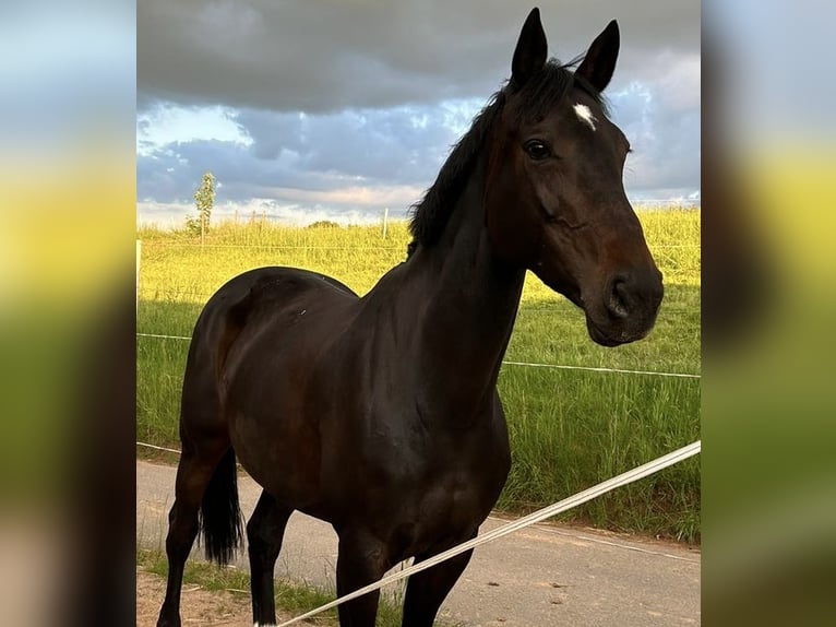 Hannoveraner Stute 10 Jahre 176 cm Schwarzbrauner in Gelnhausen