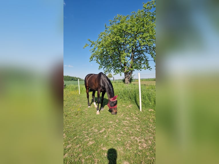 Hannoveraner Stute 10 Jahre 176 cm Schwarzbrauner in Gelnhausen