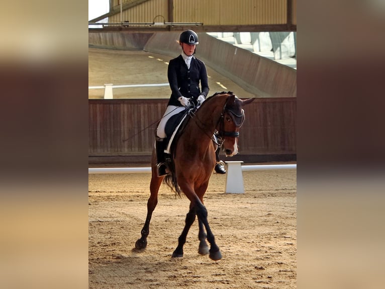 Hannoveraner Stute 10 Jahre 177 cm Brauner in Norderstedt