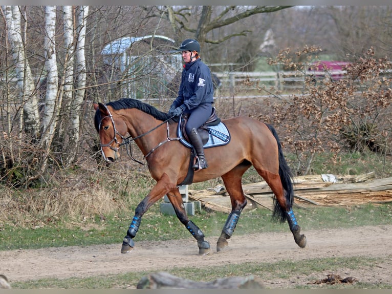 Hannoveraner Stute 10 Jahre 177 cm Brauner in Norderstedt