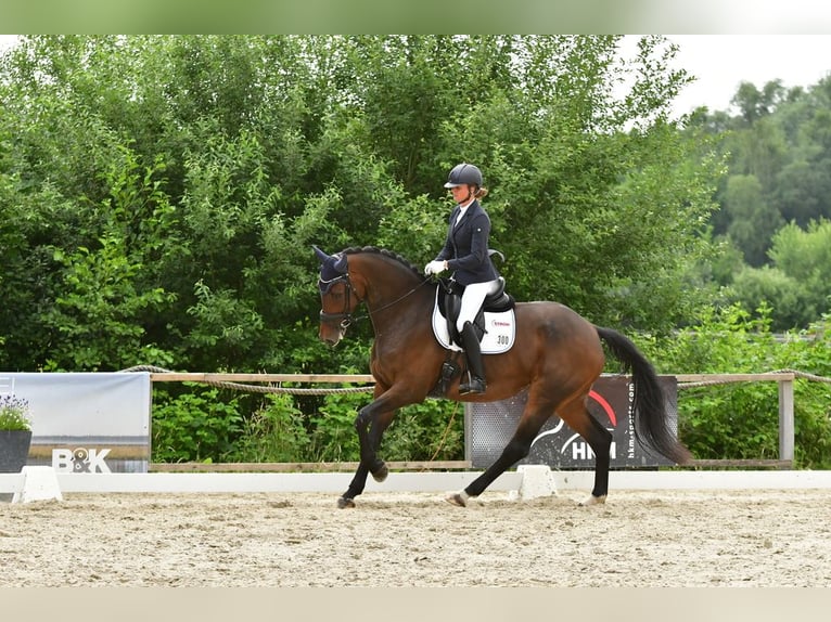 Hannoveraner Stute 10 Jahre 178 cm Dunkelbrauner in Marschacht