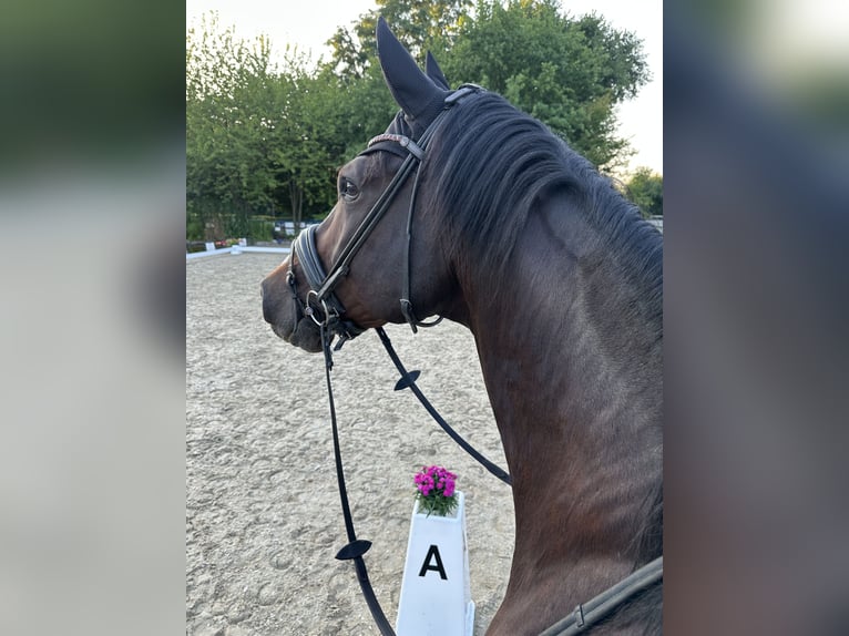 Hannoveraner Stute 10 Jahre 180 cm Fuchs in Köln