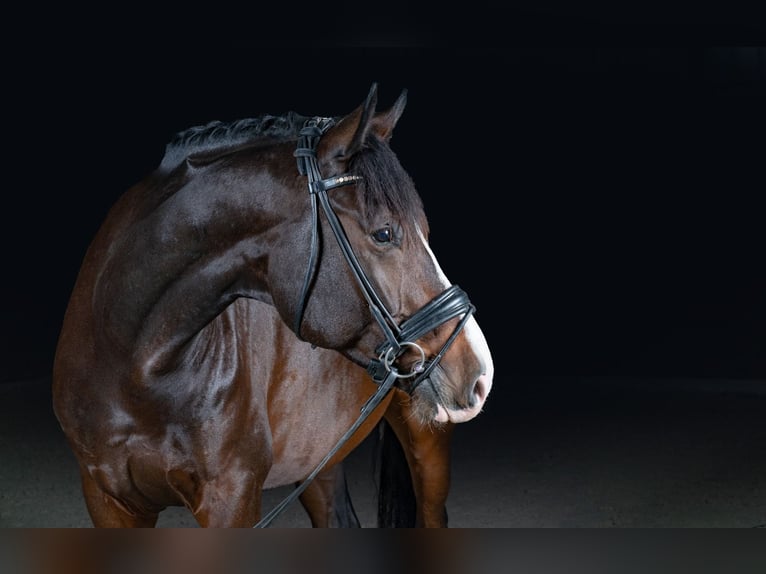 Hannoveraner Stute 10 Jahre 180 cm Fuchs in Köln