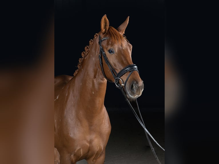 Hannoveraner Stute 10 Jahre 180 cm Fuchs in Köln