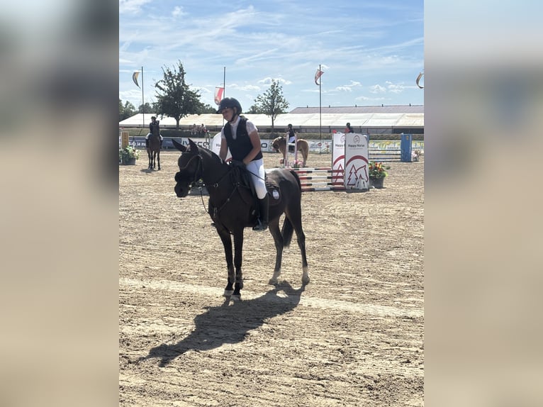 Hannoveraner Stute 11 Jahre 145 cm Blauschimmel in Margarethen am Moos