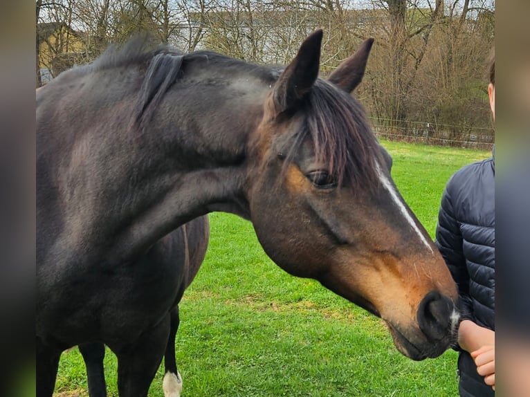 Hannoveraner Stute 11 Jahre 153 cm Brauner in Thalmässing