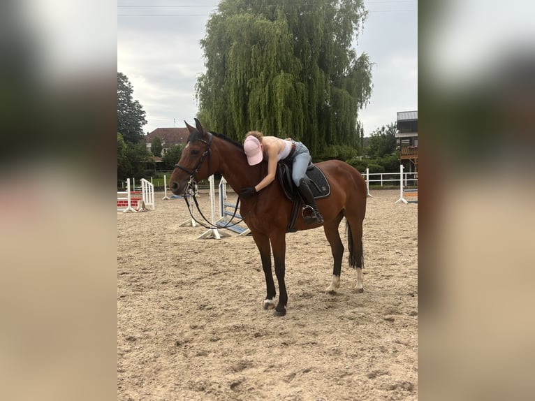 Hannoveraner Stute 11 Jahre 154 cm Brauner in Merzig -Ballern