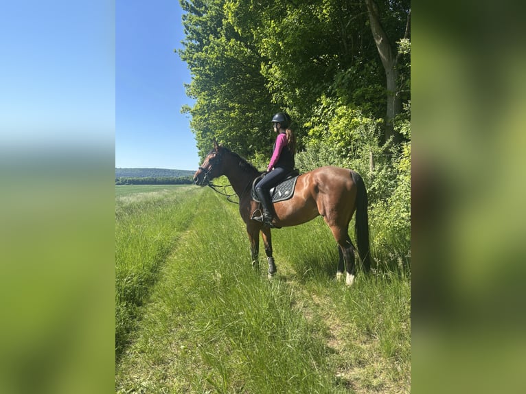 Hannoveraner Stute 11 Jahre 154 cm Brauner in Merzig -Ballern