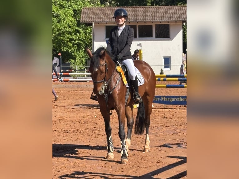 Hannoveraner Stute 11 Jahre 154 cm Brauner in Merzig -Ballern