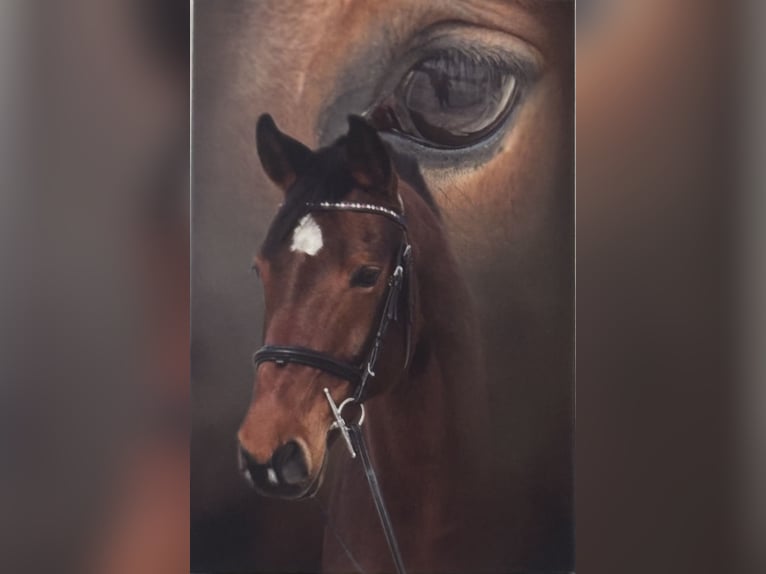 Hannoveraner Stute 11 Jahre 154 cm Brauner in Merzig