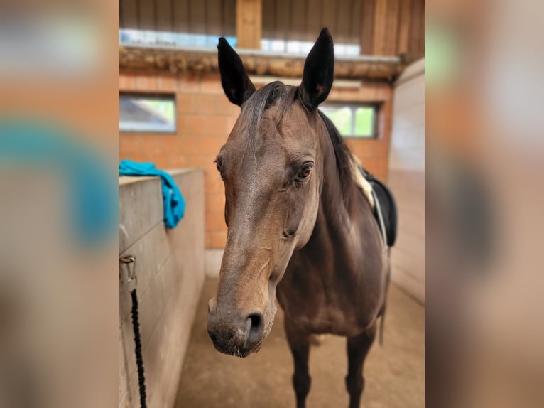 Hannoveraner Stute 11 Jahre 156 cm Schwarzbrauner in Wedemark