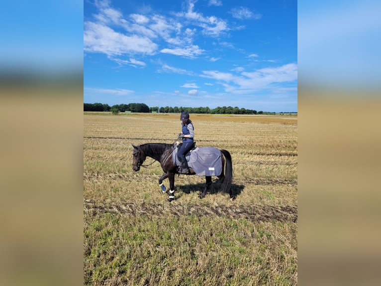 Hannoveraner Stute 11 Jahre 156 cm Schwarzbrauner in Wedemark