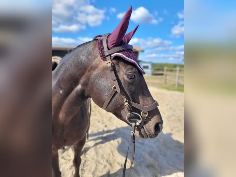 Hannoveraner Stute 11 Jahre 156 cm Schwarzbrauner in Wedemark