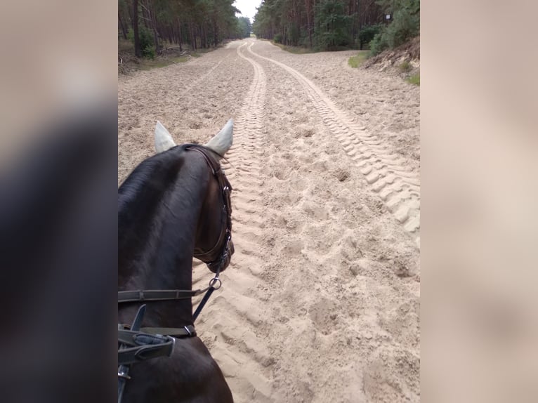 Hannoveraner Stute 11 Jahre 156 cm Schwarzbrauner in Wedemark