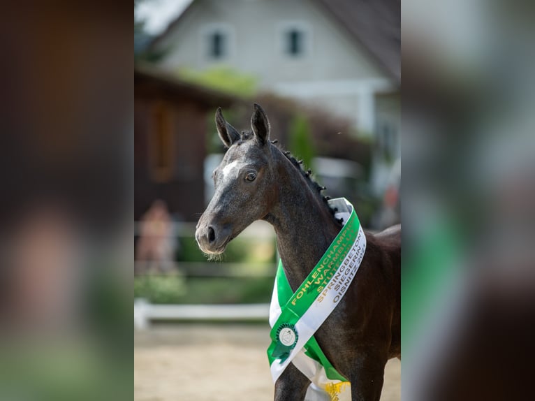 Hannoveraner Stute 11 Jahre 158 cm Rappe in Graz