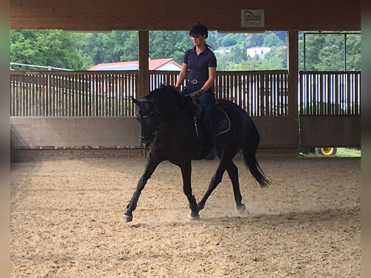 Hannoveraner Stute 11 Jahre 158 cm Rappe in Graz