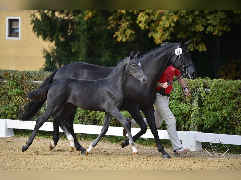 Hannoveraner Stute 11 Jahre 158 cm Rappe in Graz