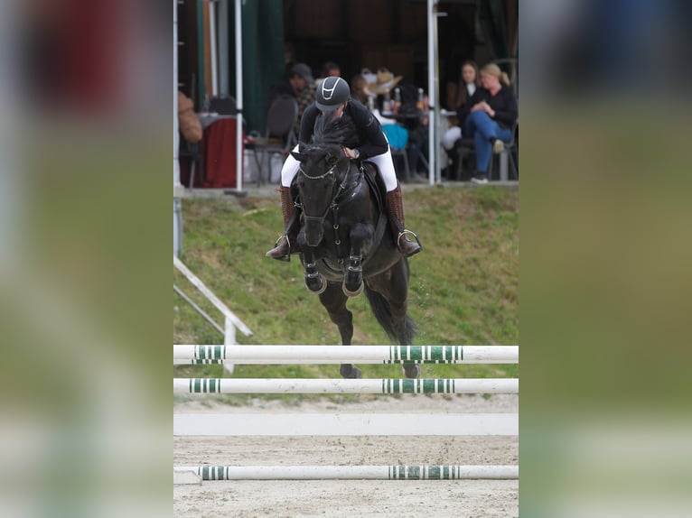 Hannoveraner Stute 11 Jahre 158 cm Rappe in Graz