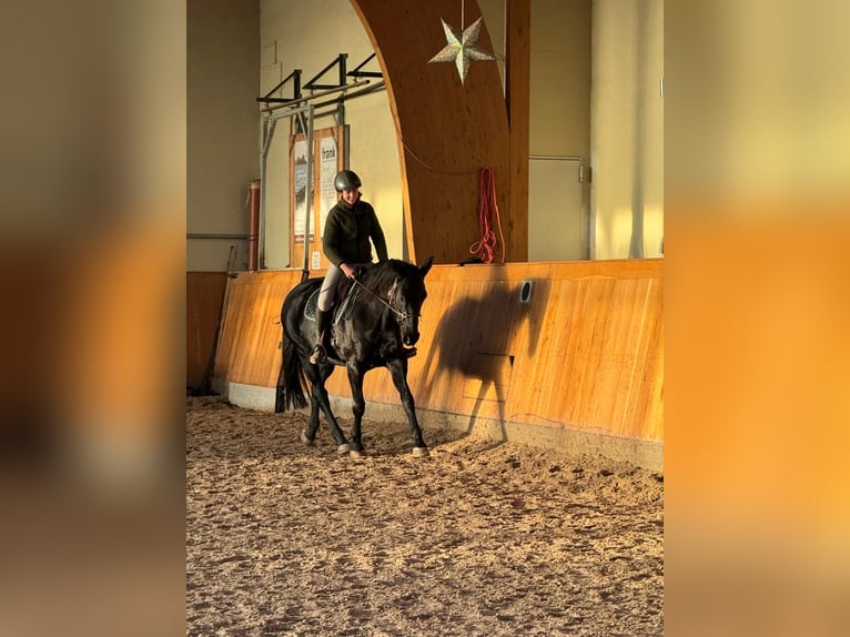 Hannoveraner Stute 11 Jahre 160 cm Rappe in Osterode am Harz